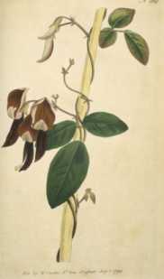 Une glycine gauche